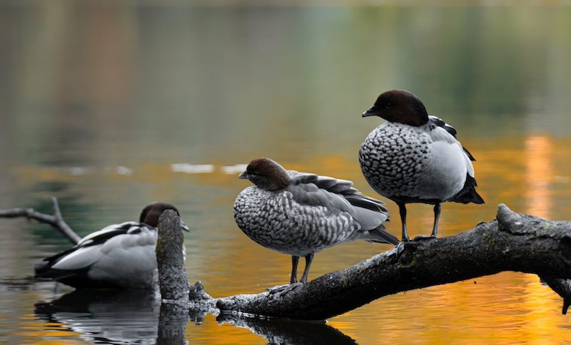 Free stock photo of avian, bird, birdwatching