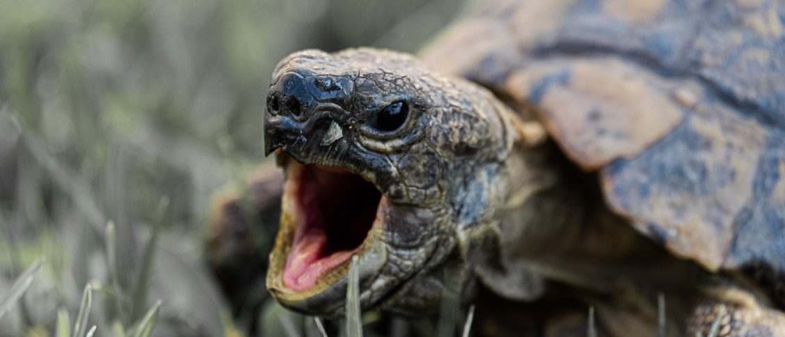 Photo of Turtle's Mouth