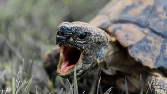 Photo of Turtle's Mouth