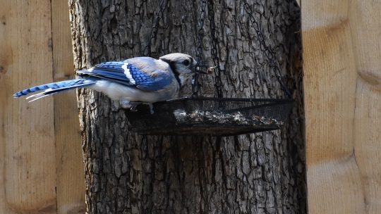 blue jay, bird, animal