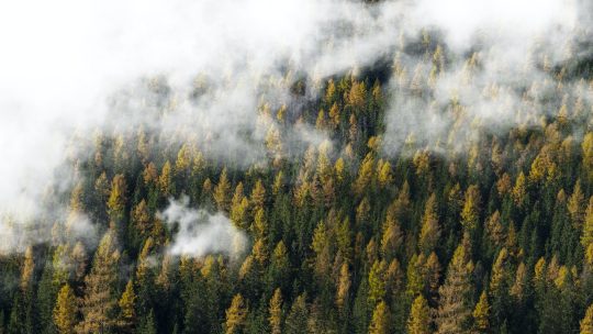 Cloudy Forest