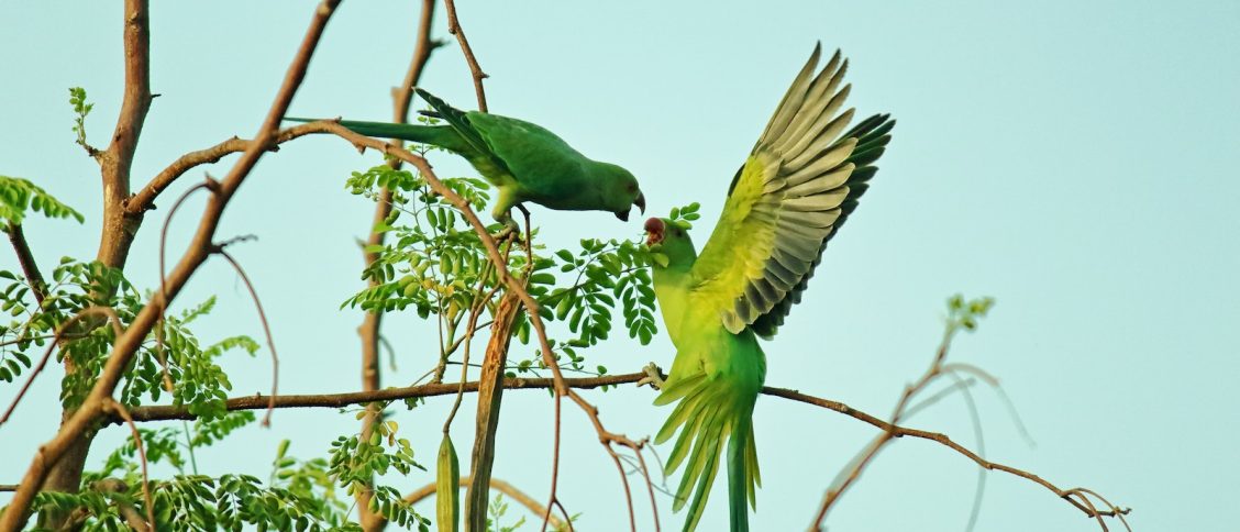 Two Green Parrots