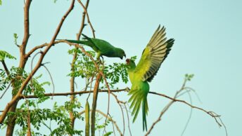 Two Green Parrots