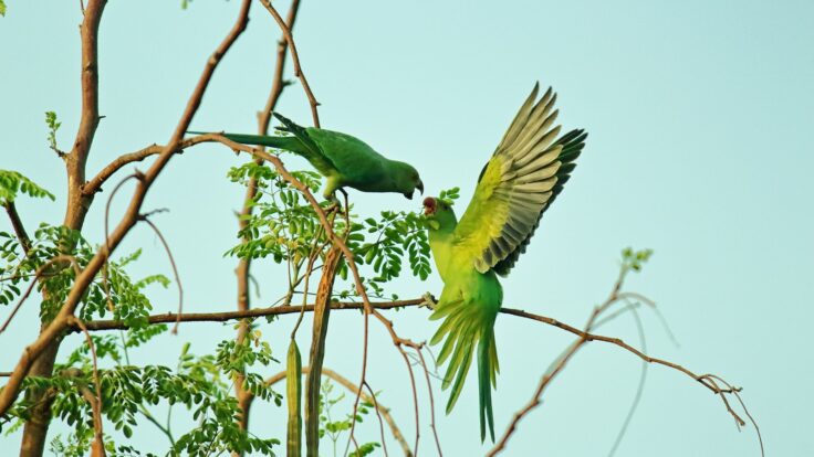 Two Green Parrots