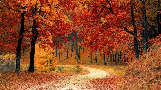 Red Leaf Trees Near the Road