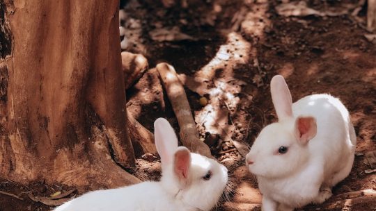 White Rabbit near Brown Tree Trunk