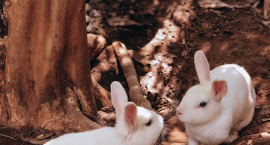 White Rabbit near Brown Tree Trunk