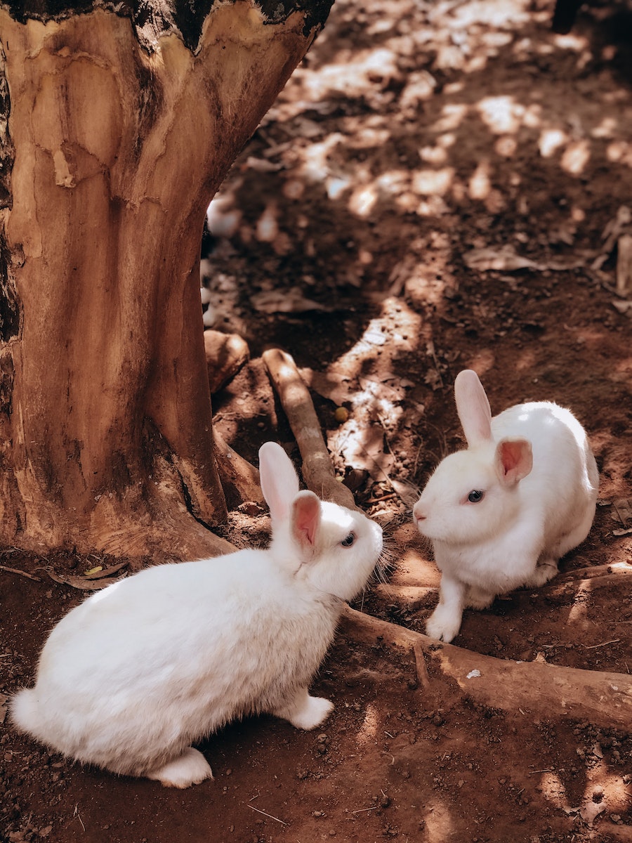 White Rabbit near Brown Tree Trunk