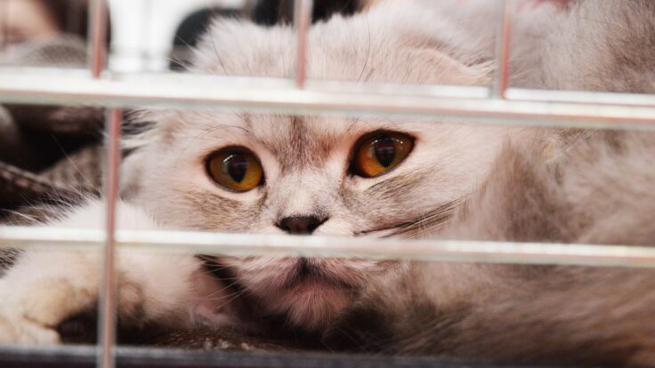 shelter cat, cage, adoption