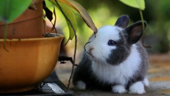 A Bunny Besides Potted A Plant