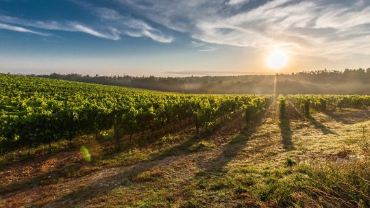vineyard, sunrise, sun