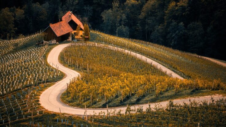 vineyard, agriculture, farm