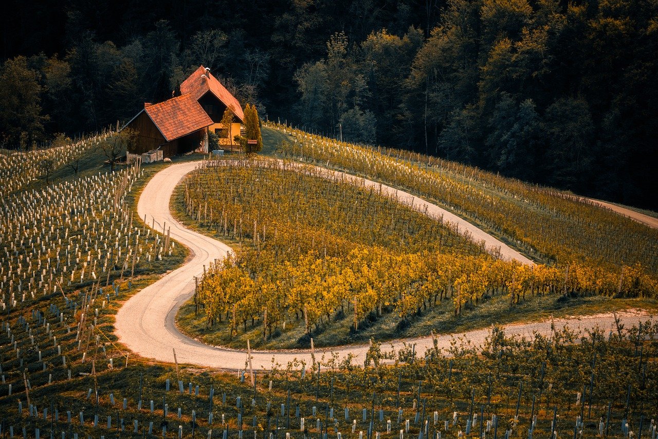 vineyard, agriculture, farm