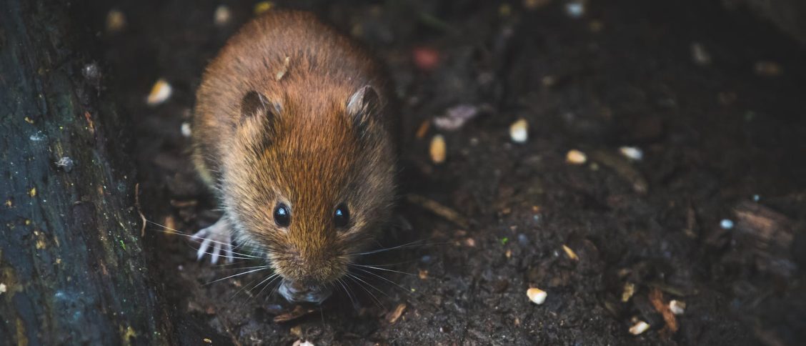 Close Up Photography of Brown Mouse