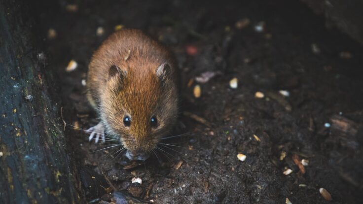 Close Up Photography of Brown Mouse
