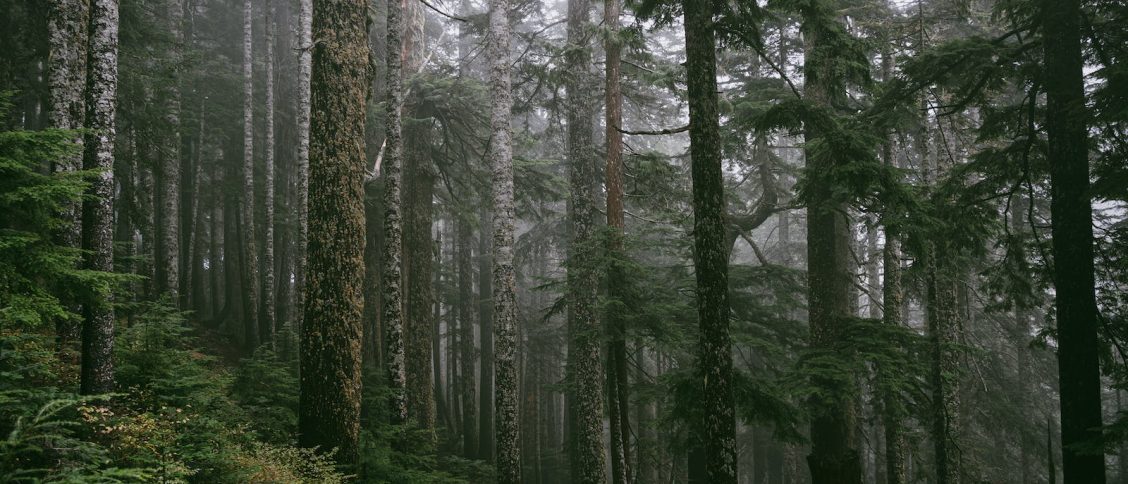 View of a Dense Coniferous Forest