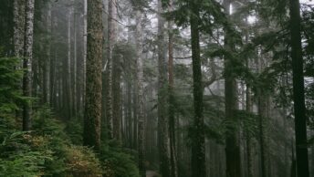View of a Dense Coniferous Forest