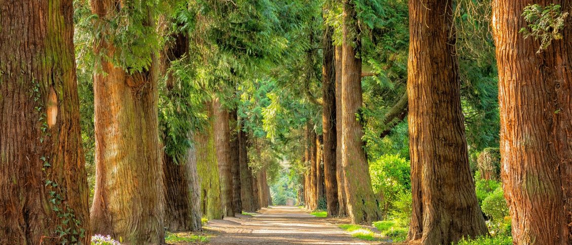 avenue, trees, tree lined