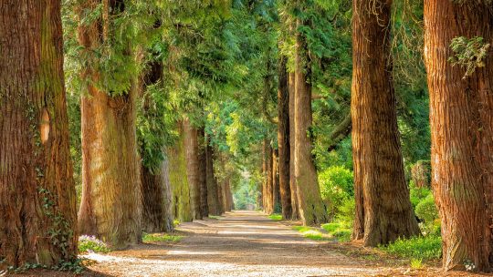 avenue, trees, tree lined