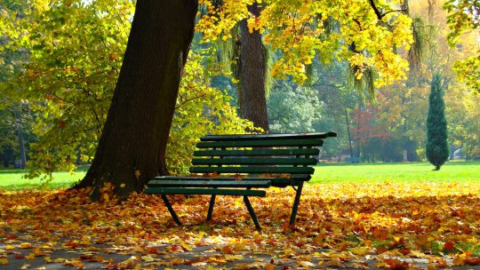 Empty Bench