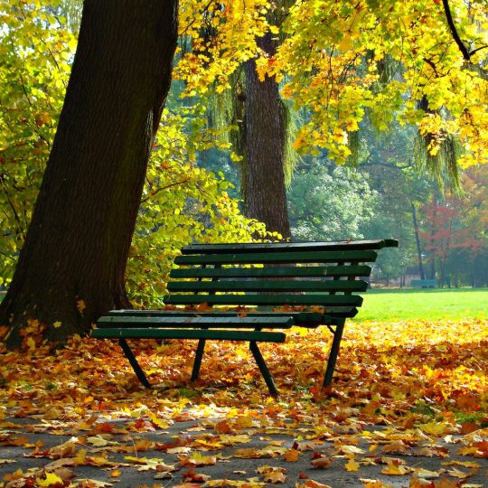 Empty Bench