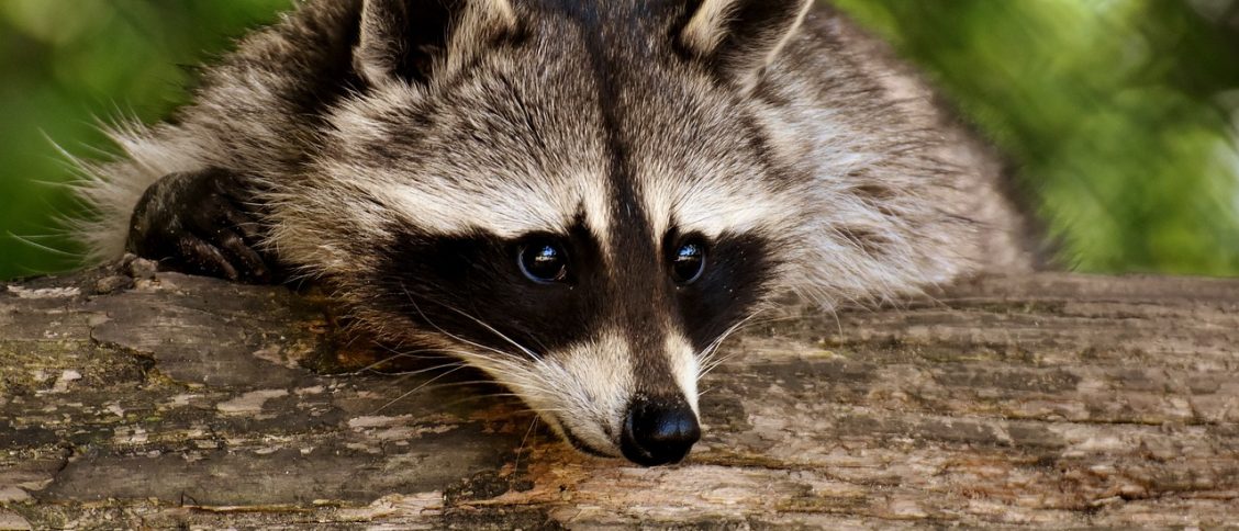 raccoon, animal, mammal