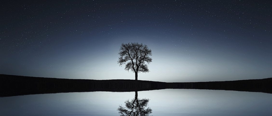 tree, lake, reflection