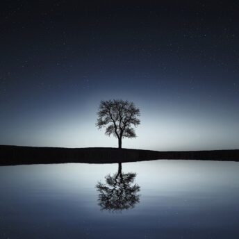 tree, lake, reflection