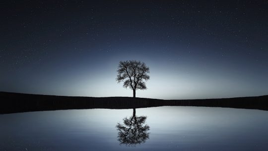 tree, lake, reflection