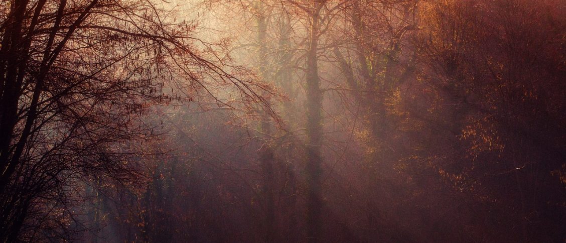 trees, woods, autumn