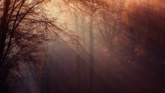 trees, woods, autumn