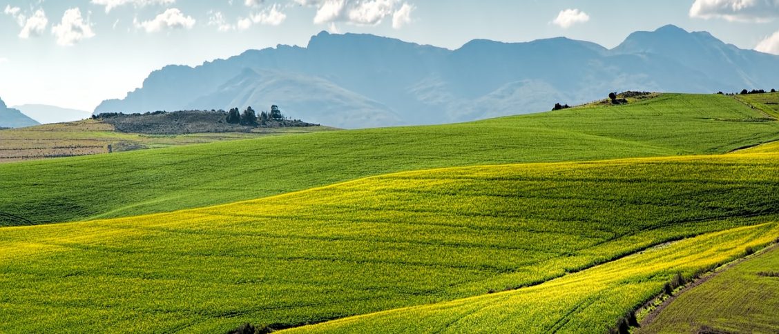 canola fields, green, rolling hills