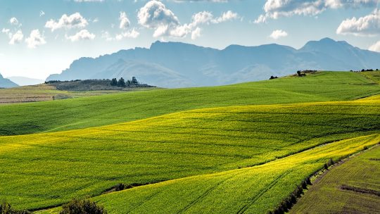 canola fields, green, rolling hills