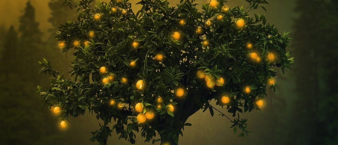 tree, orange, fruit