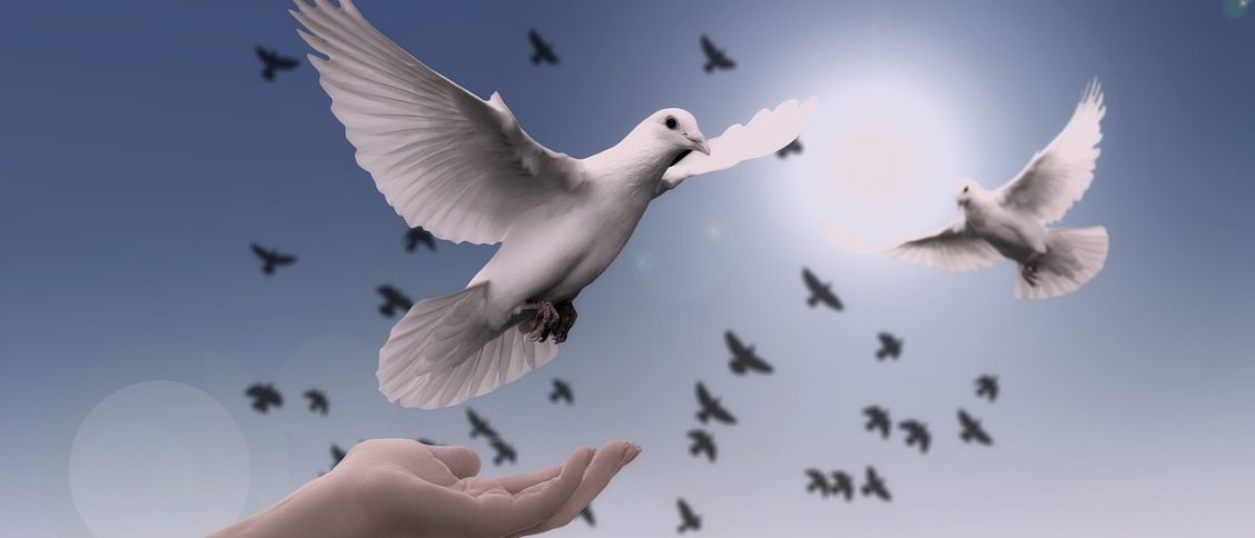 dove, peace, freedom