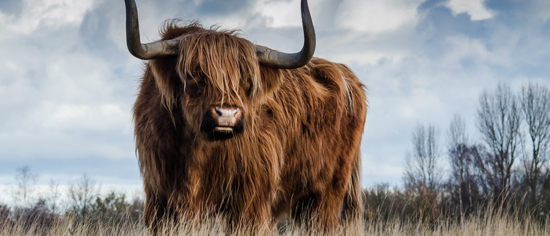 highland cow, cow, horns