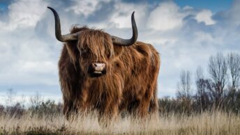 highland cow, cow, horns