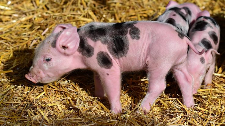 piglet, animal, farm