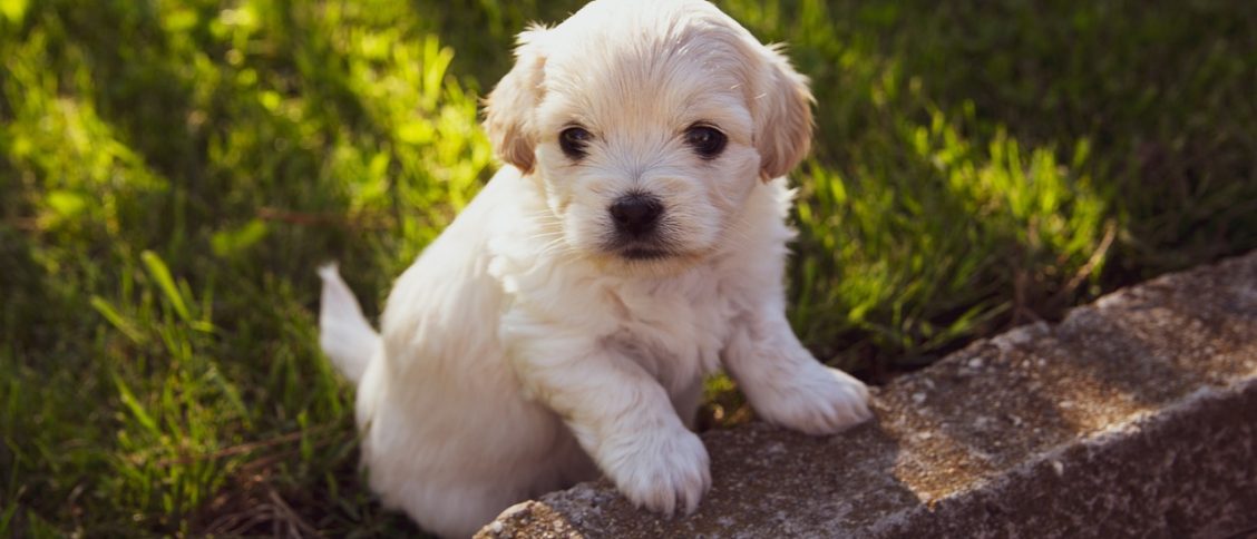 puppy, nature, dog