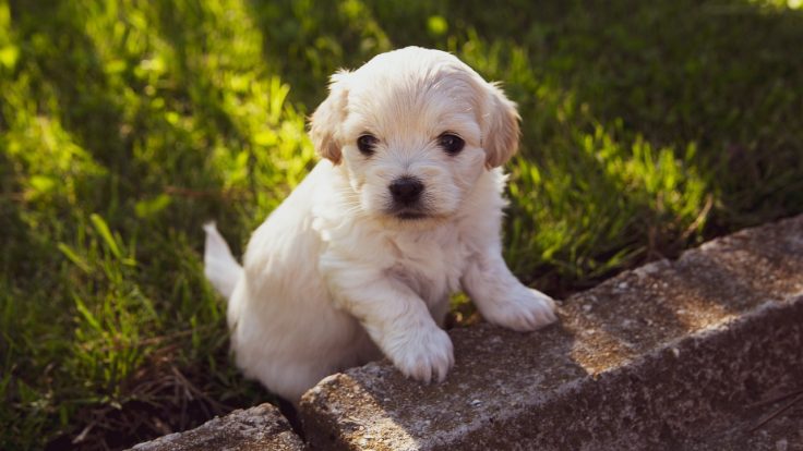 puppy, nature, dog