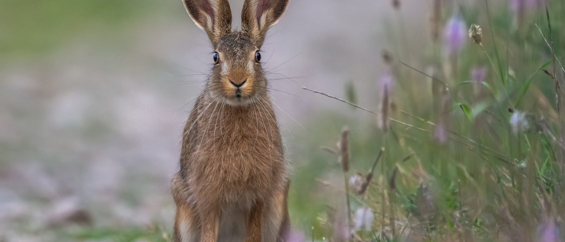 rabbit, field, animal