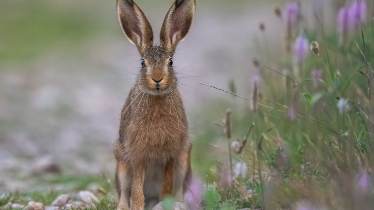 rabbit, field, animal