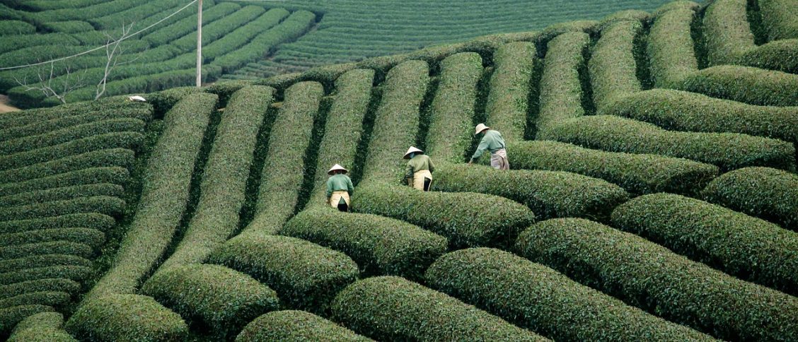 vietnam, farming, agriculture