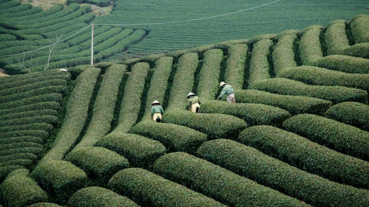 vietnam, farming, agriculture