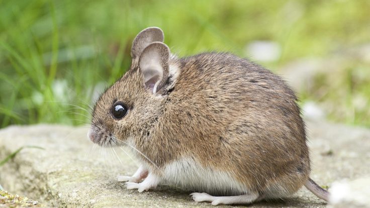 Um Rato e a Luz da Esperança no Inverno Gelado