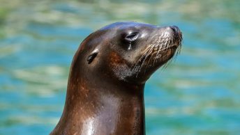 A lição da pequena foca