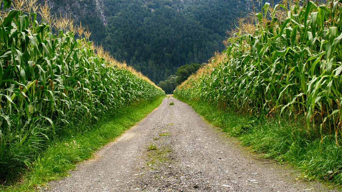 A Semente da Esperança na Terra Estranha