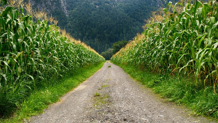 A Semente da Esperança na Terra Estranha