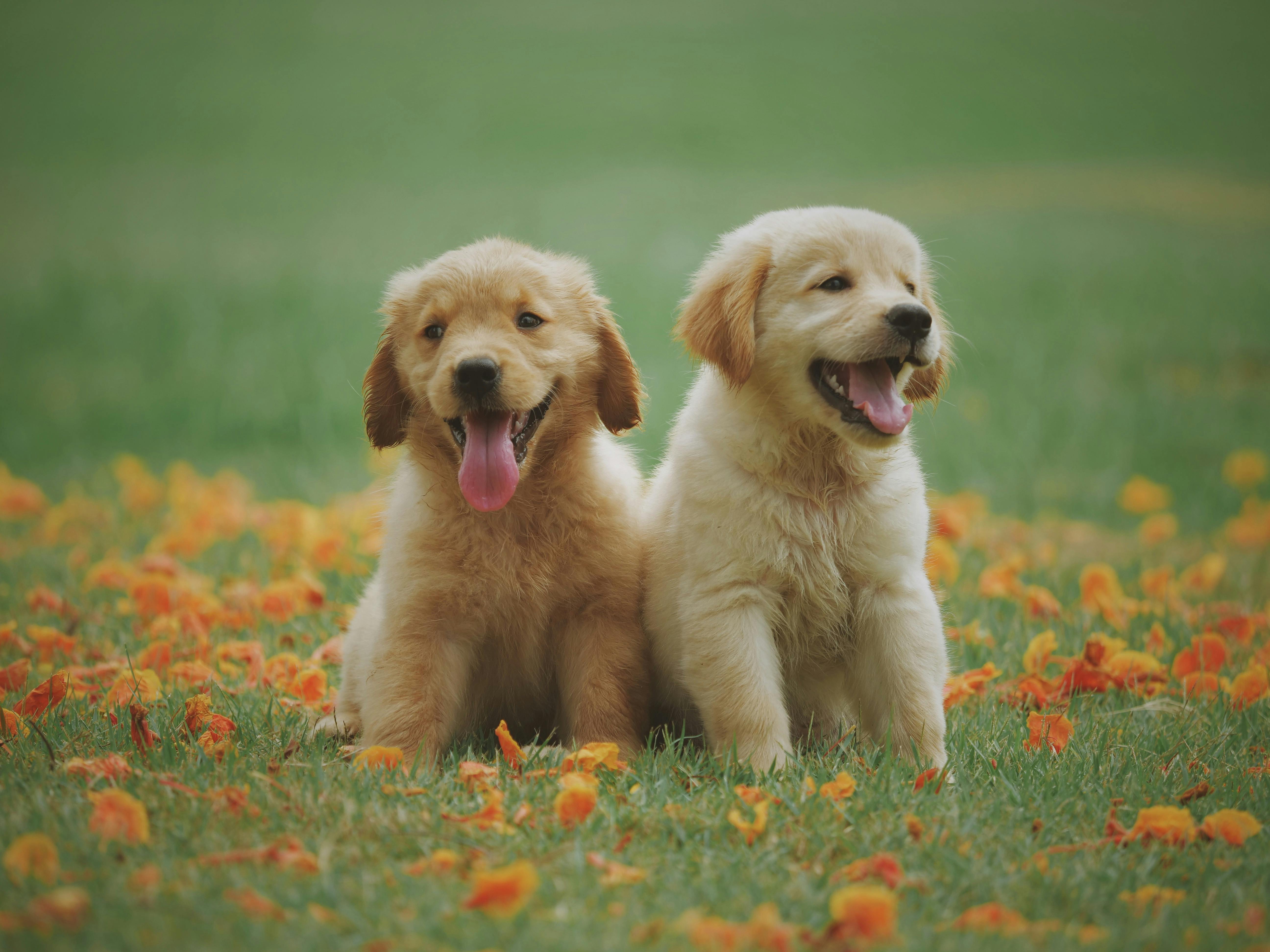 A Lealdade do Cachorro e a Amizade Verdadeira