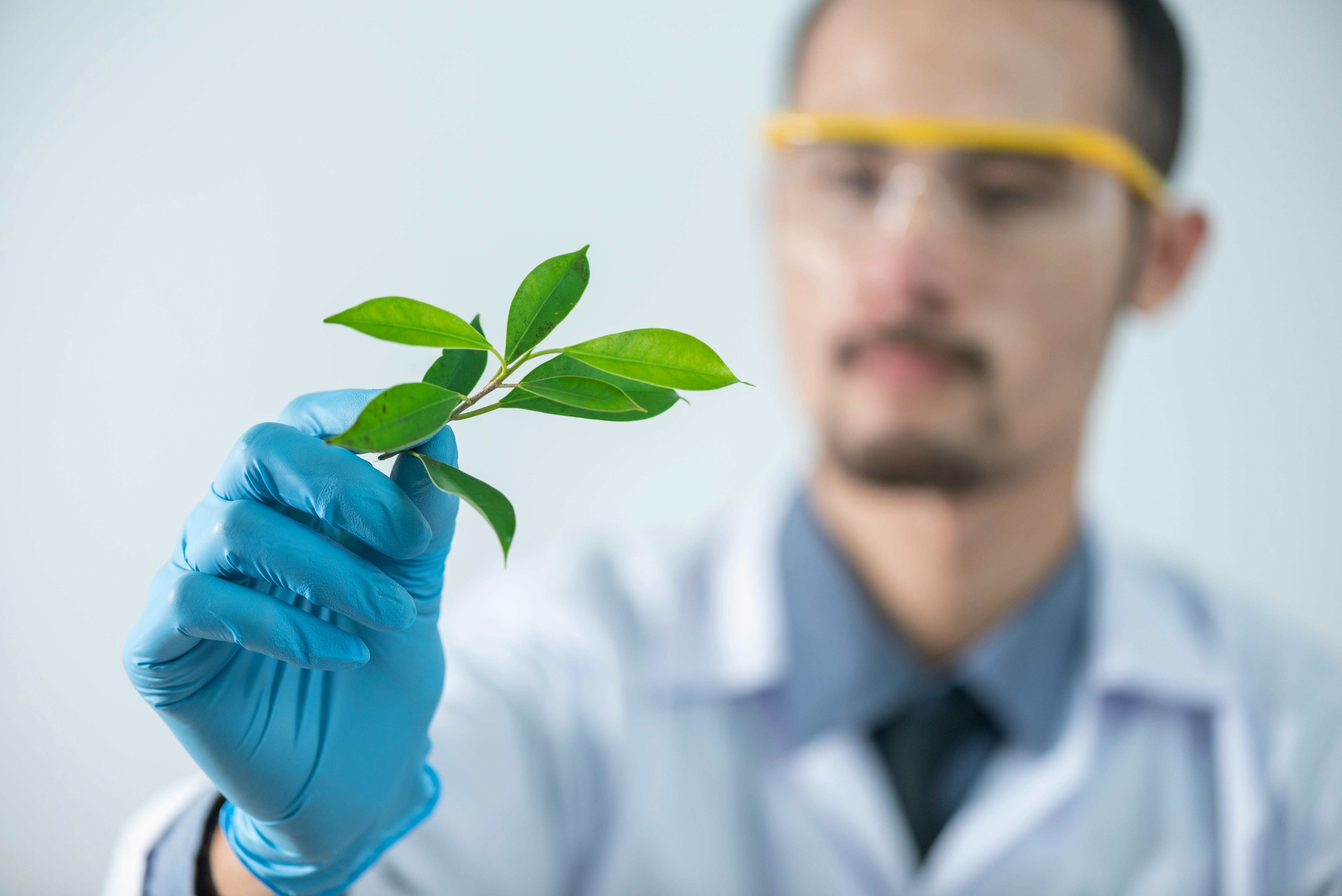 A Paciência do Cientista do Bosque Encantado